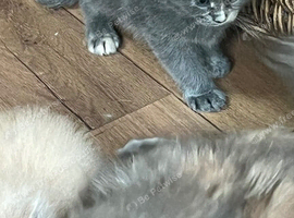 Stunning Maine coons