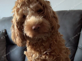 Stunning 11 month old apricot cockapoo.