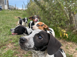 Jack Russell x Cocker Spaniel Puppies