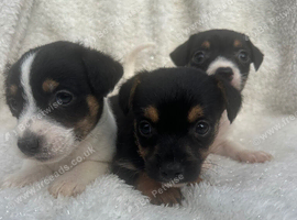 Stunning litter of traditional jackrussel pups