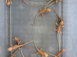 Baby hypo Bearded dragons.