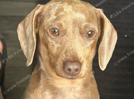 3 year old dachshund female