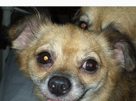 1 boy and 1 girl deer head chihuahua puppies for sale