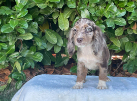 Cocker spaniel