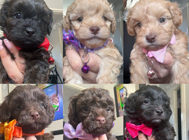 Adorable F1B Shihpoo puppies ready 09/08/26