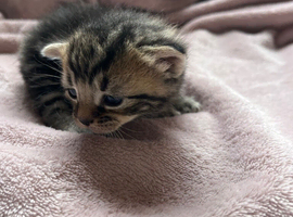 3 male kittens