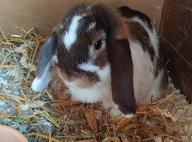 Purebred mini lop doe (girl