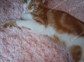 Ginger n white kitten boy