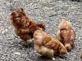 Small gold silkies
