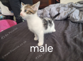 4 kittens ready for their forever homes