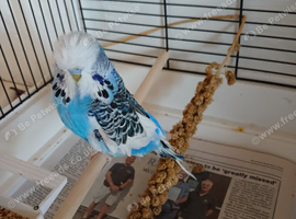Blue male budgie
