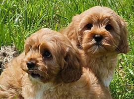 2 Lovely cavapoo male puppies for sale