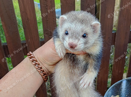 Silver Jill ferret 12 weeks old