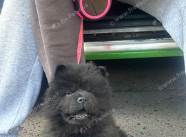 Last 2 girl chows &pound;1000
