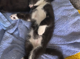 2 boy kittens