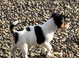 Miniature jack Russell pups for sale