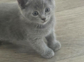 Kitten
