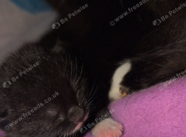 Ragdoll cross Kitten