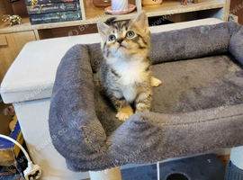 Mixed-syberian-british tabby girls