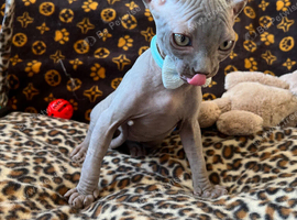 Grey sphynx boys