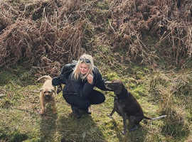 Professional dog walking and equine groom