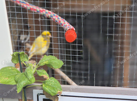 Female fife canary