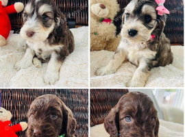 F1 Cockapoo Litter - 1 Girls & 3 Boys Available