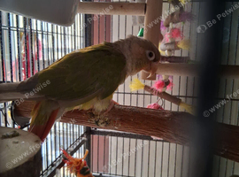 Beautiful conure for sale