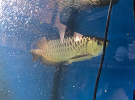 Arowana fish