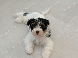 Health Tested, Active Puppies Ready for Adventure