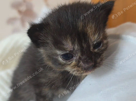 Beautiful kittens