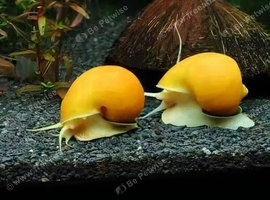 2 golden apple snails