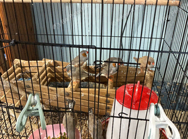 zebra finches