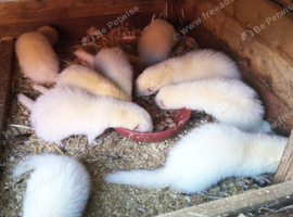 Ferrets for sale