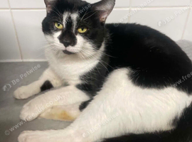 Male cat