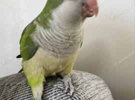 Quaker parrot