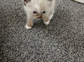 Blended Ragdoll Kittens