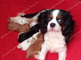 Cavalier king Charles spaniel last boy available