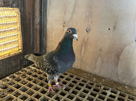 Racing pigeons for sale