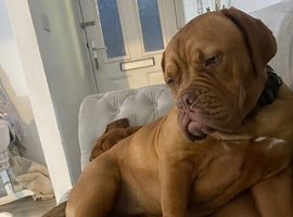Pick of litter dogue de Bordeaux