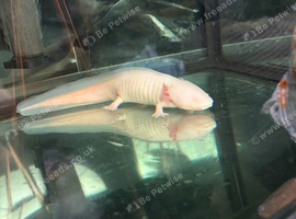 3 axolotls for rehoming