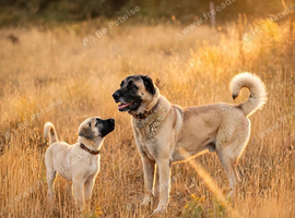 Kangal pup's