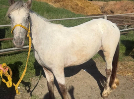 Cob x appaloosa yearling filly