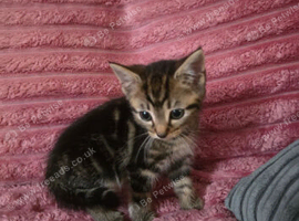 Kittens