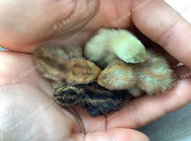 Button Quails day old