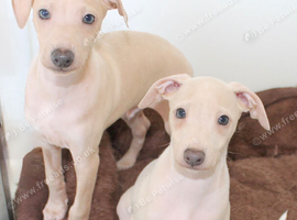 Cream and fawn Italian Greyhound puppies KC Reg