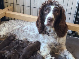 Gorgeous F1 Chocolate Sproodle Puppies