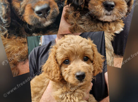 Five Cavapoochon pups left, ready now
