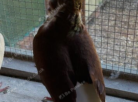Capuchine pigeon