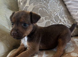 Patterdale puppies
